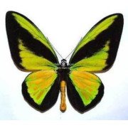 ORNITHOPTERA GOLIATH SAMSON